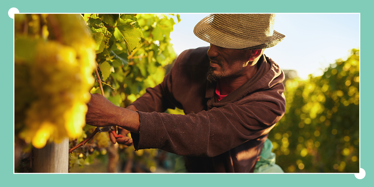 Farmer harvesting wine grapes